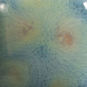 sec-mayco-cg-962-blue-azure-16-oz
